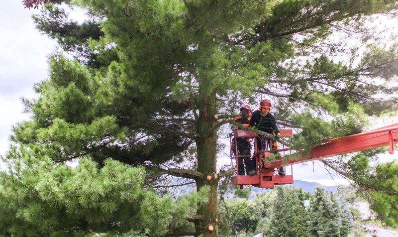 Tree Pruning