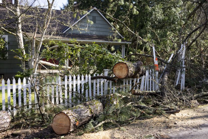 Tree in Yard After Storm