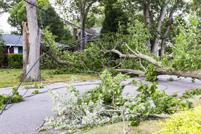 Tree Blocking Driveway