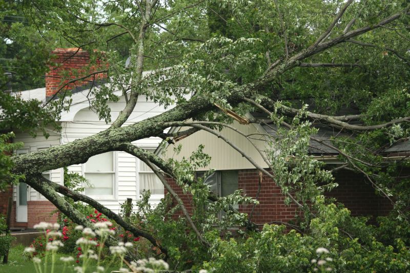 Tree Fallen on Power Lines
