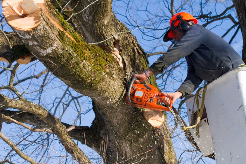 Hickory Tree Removal in Bucks County, PA