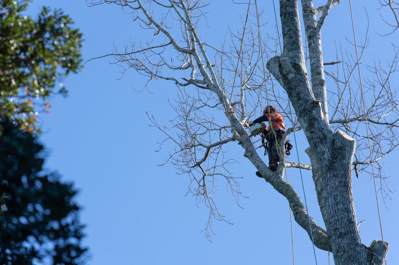 Local Tree Pruning pros at work