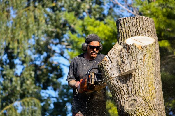 Ash Tree Pruning - Ash Tree Pruning Kokomo, Indiana